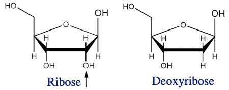 Ribose vs. Deoxyribose Sugar .